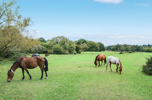 Photo 5- click for photo gallery